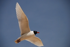 David Plant Photography - Wildlife Photography - Mediterranean gull - C